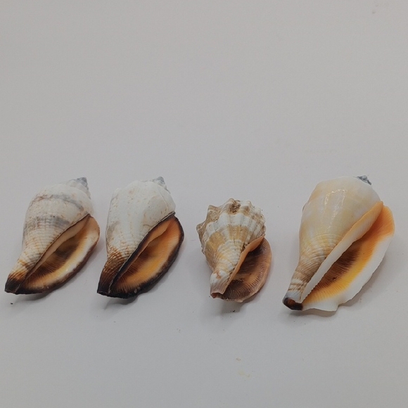 Seashell Decor - Picture 3 of 5